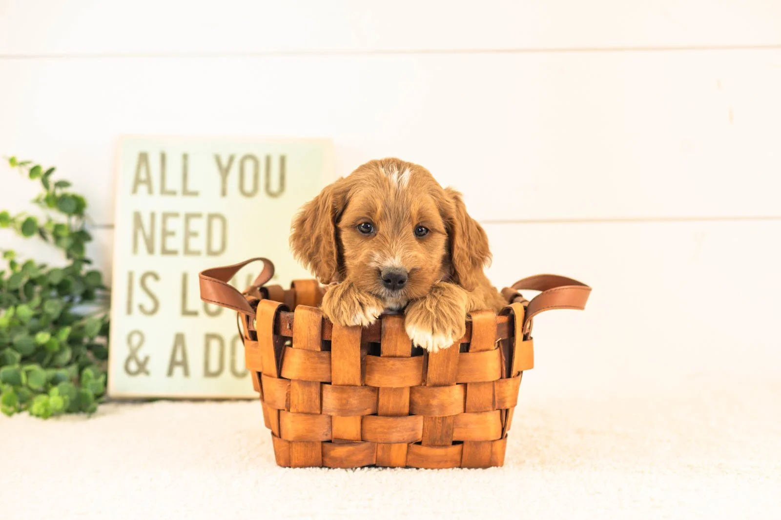 Otis goldendoodle for sale(3).jpg