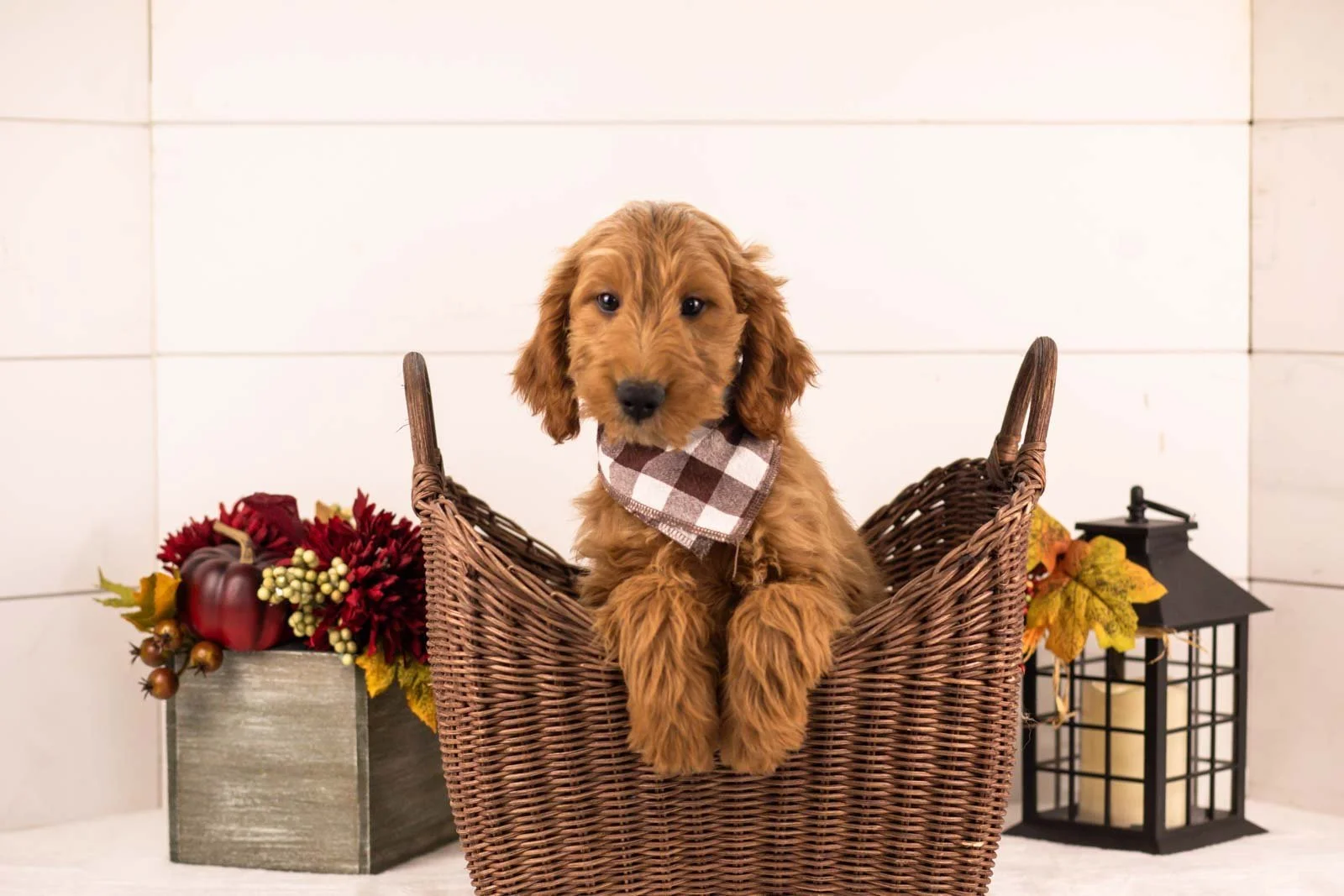 Owen goldendoodle for sale.jpg