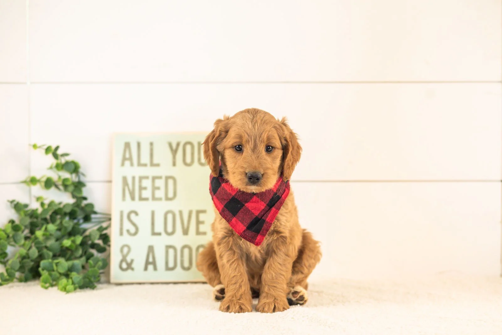 Owen goldendoodle for sale(1).jpg