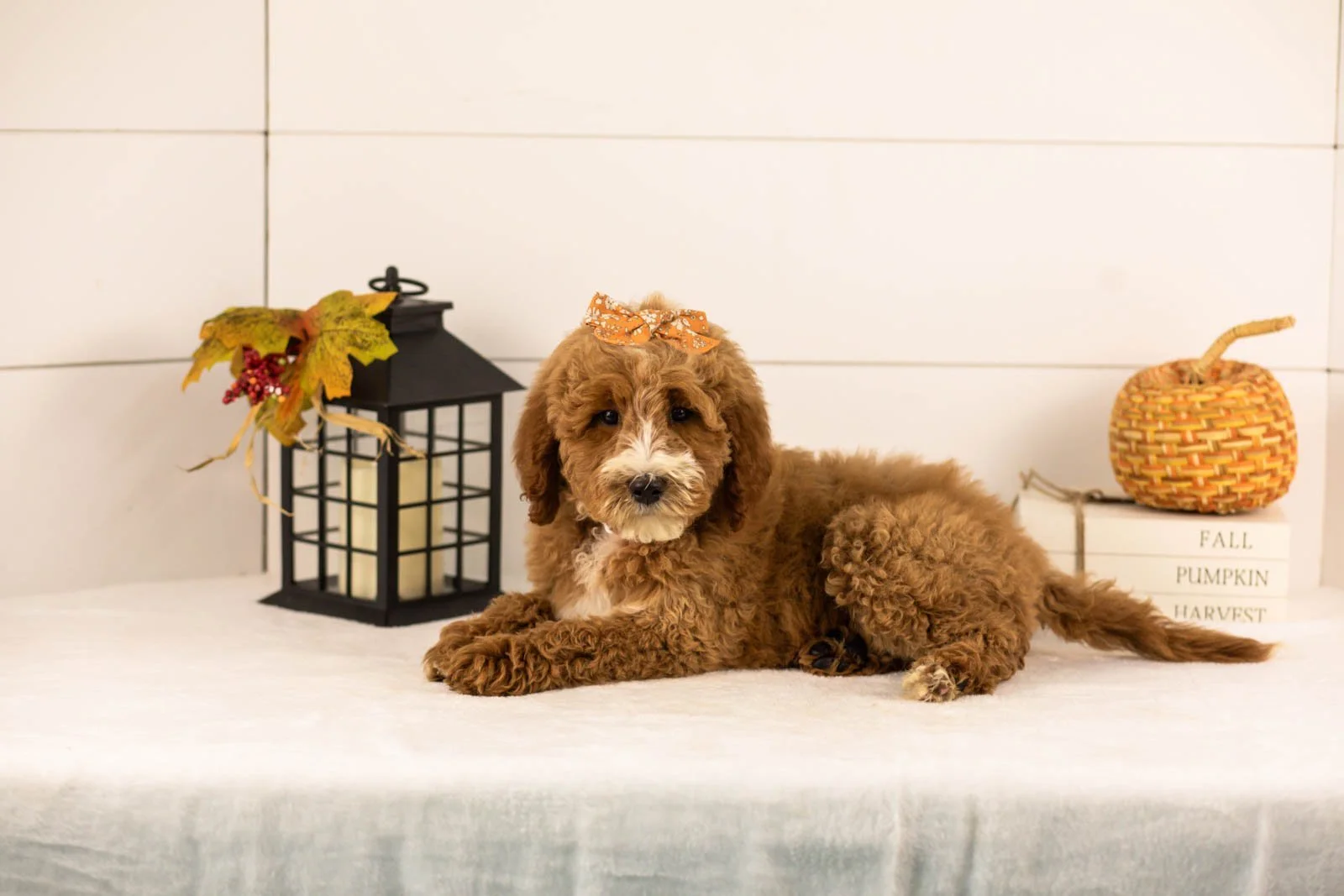 Larisa goldendoodle for sale 5.jpg