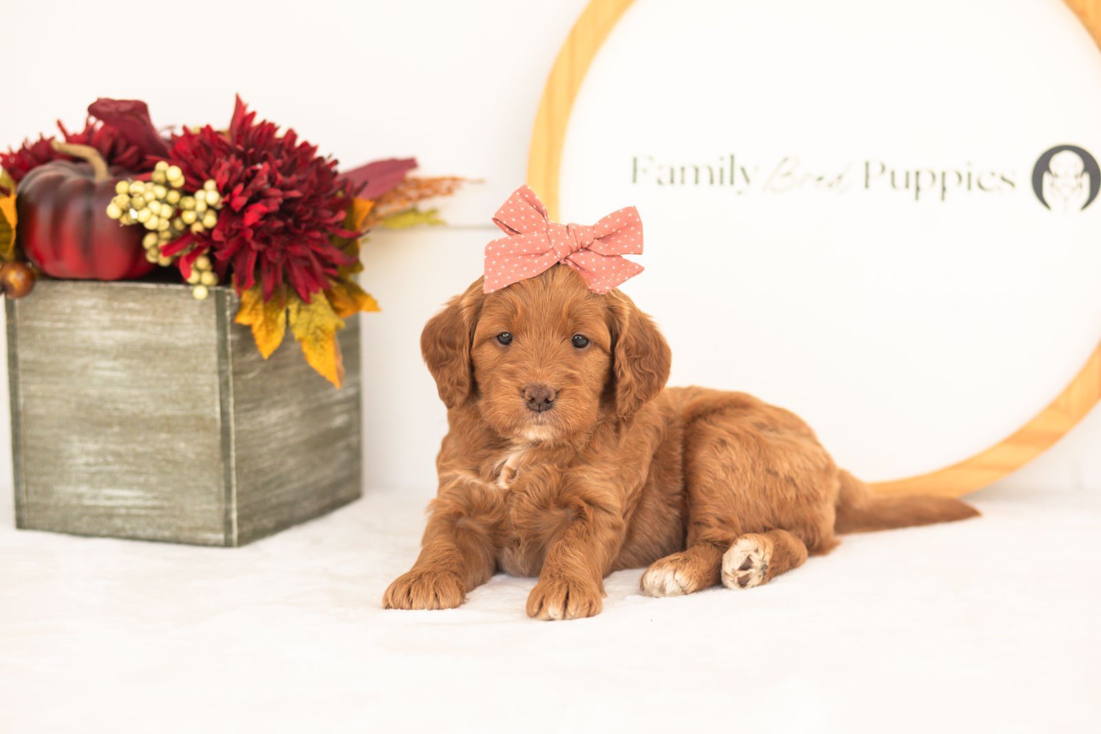 Belle goldendoodle for sale(3).jpg
