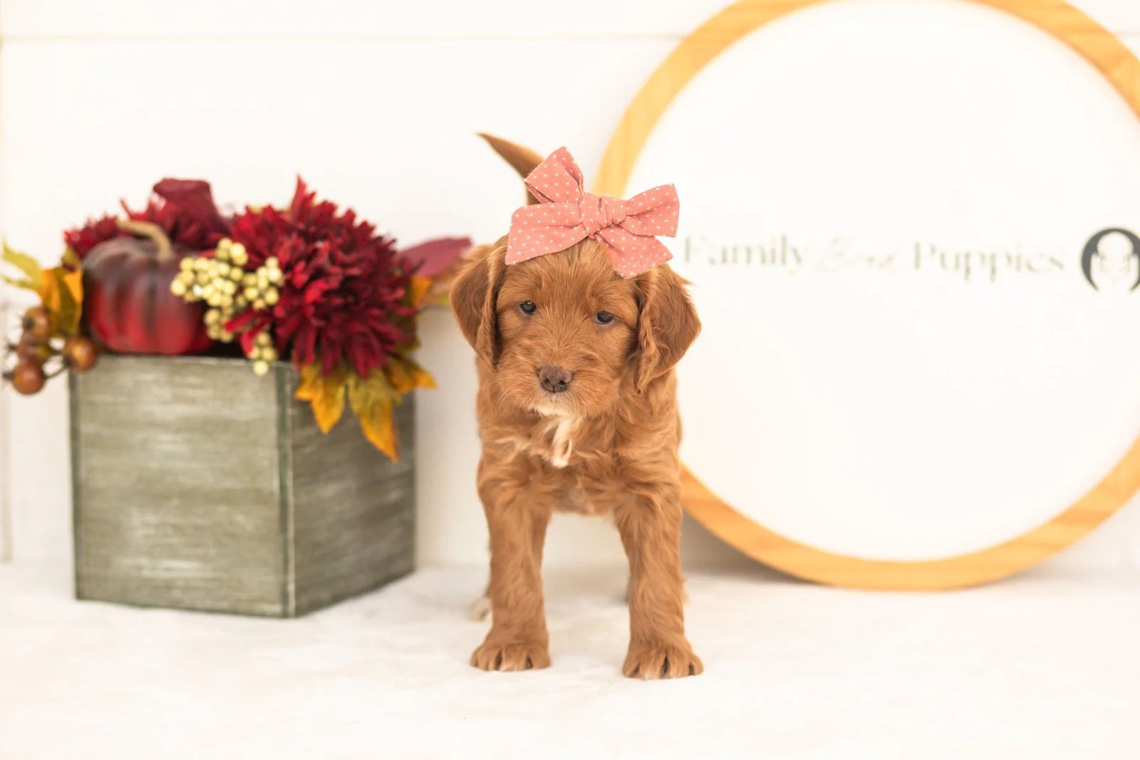 Belle goldendoodle for sale(4).jpg