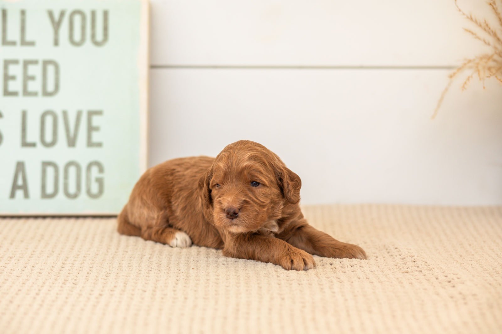 Belle goldendoodle for sale(1).jpg