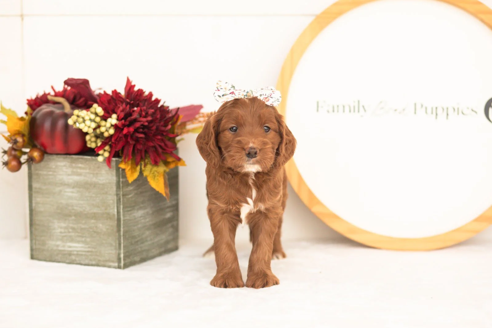 Betty goldendoodle for sale(4).jpg