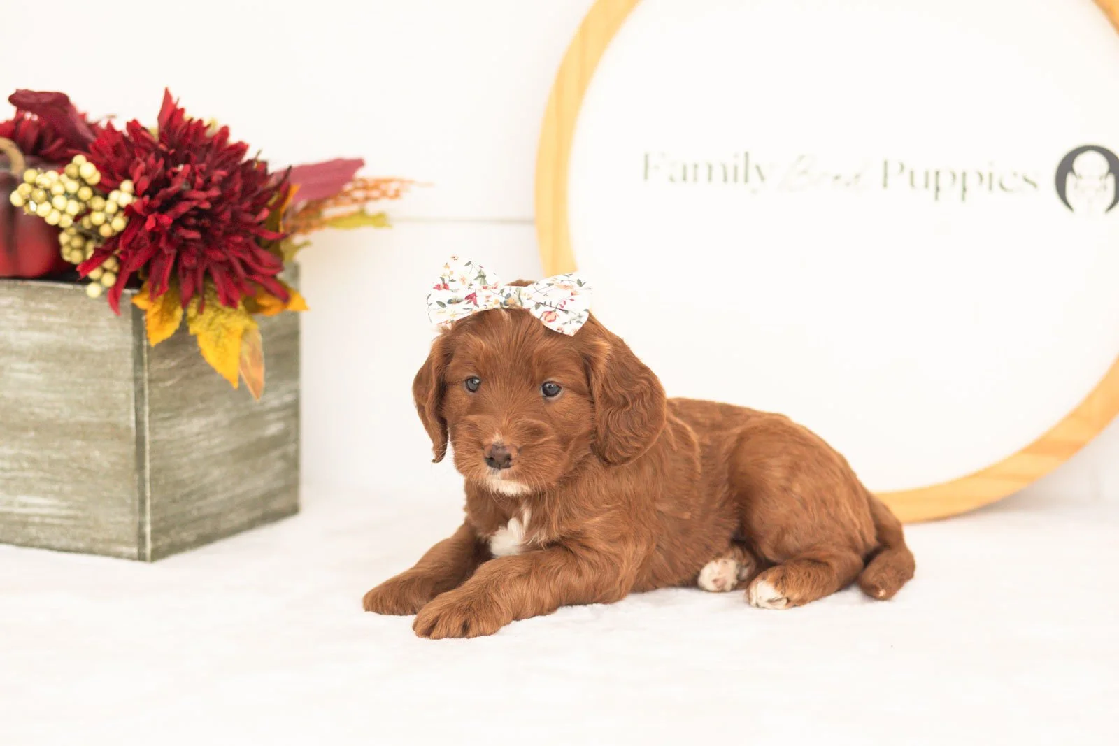 Betty goldendoodle for sale(3).jpg