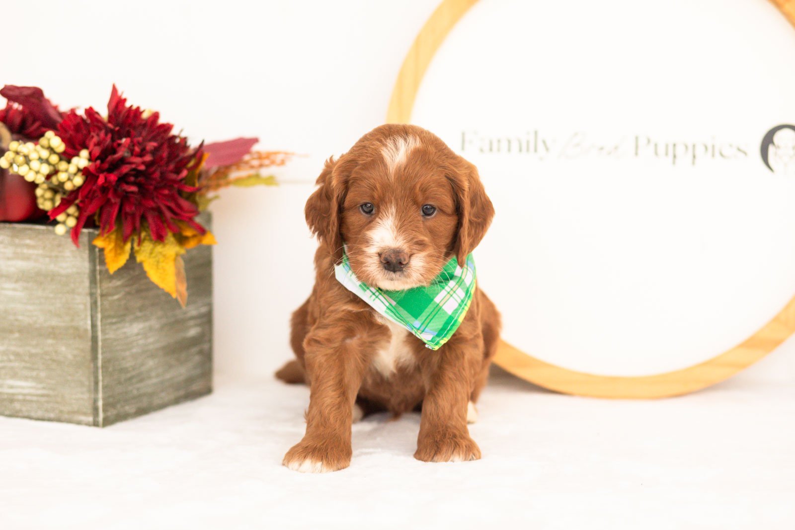 Barney goldendoodle for sale(2).jpg