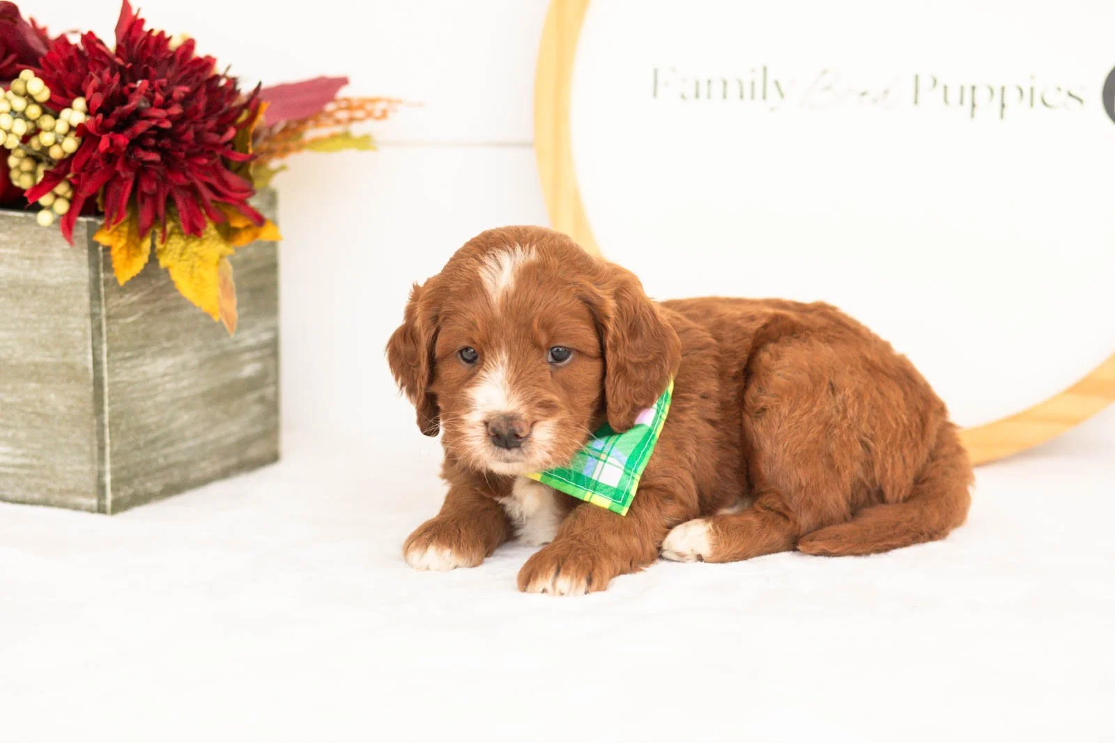 Barney goldendoodle for sale(3).jpg
