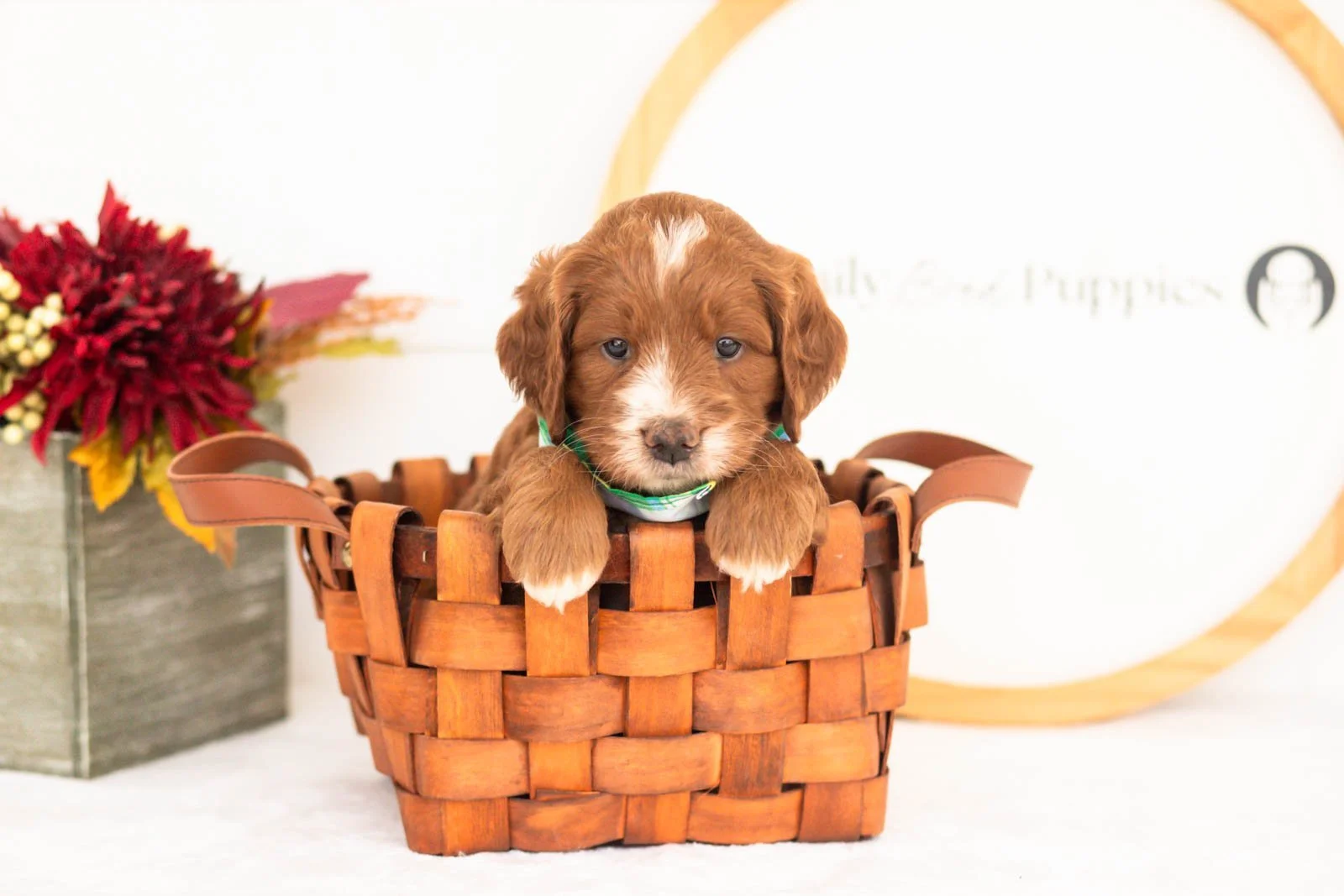 Barney goldendoodle for sale.jpg