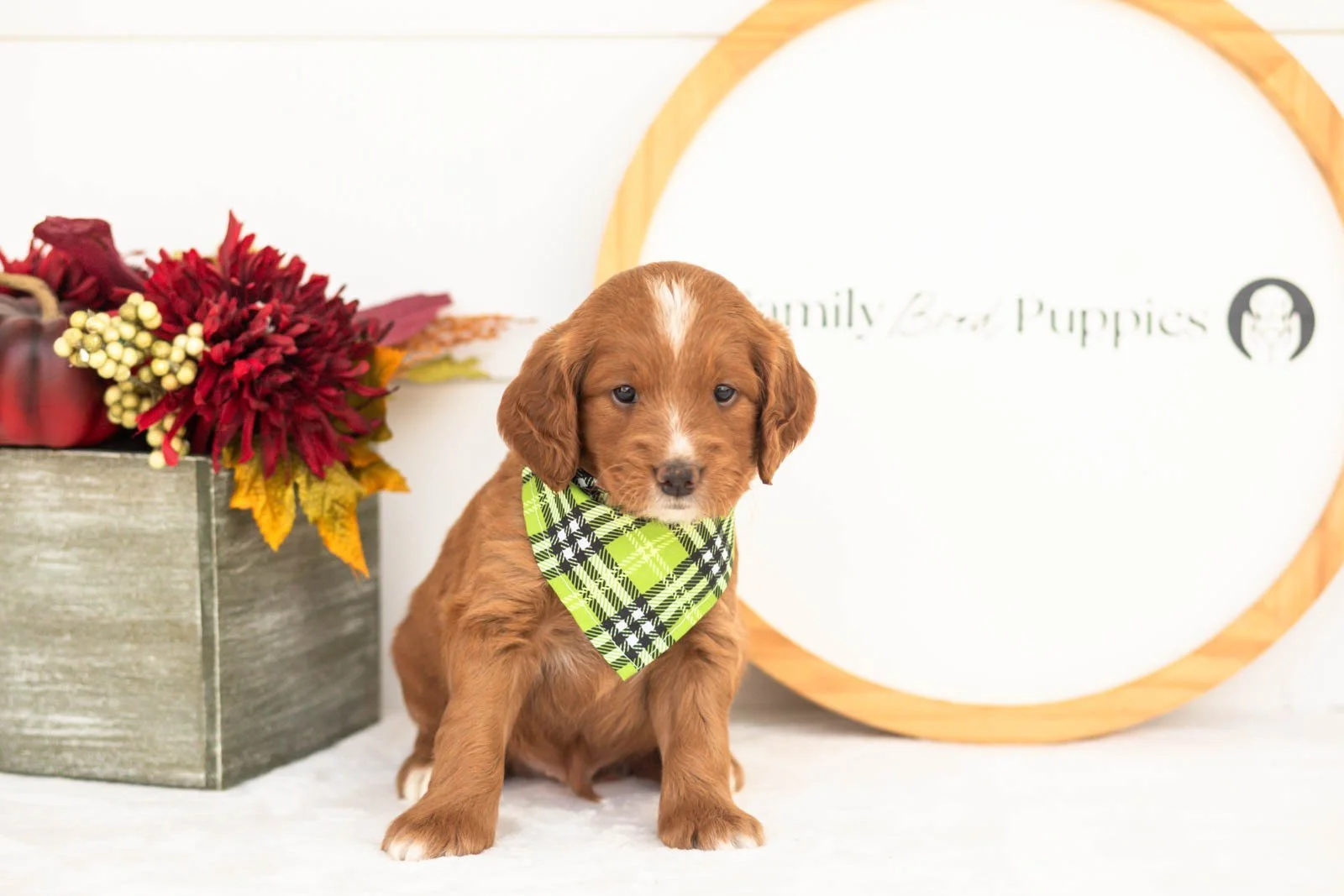 Beau goldendoodle for sale.jpg