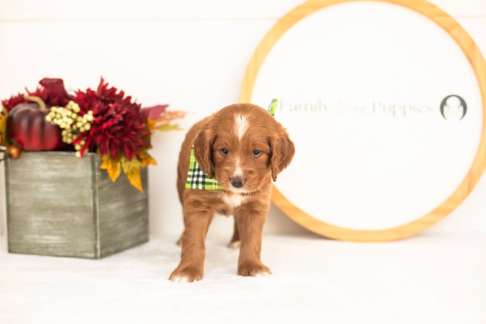 Beau goldendoodle for sale(2).jpg