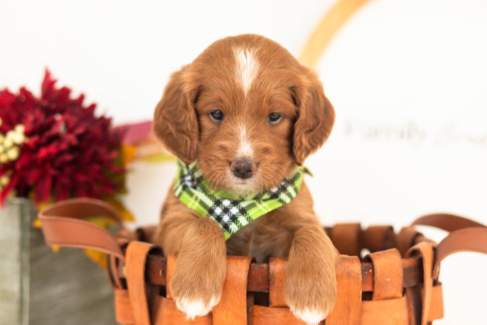 Beau goldendoodle for sale(3).jpg