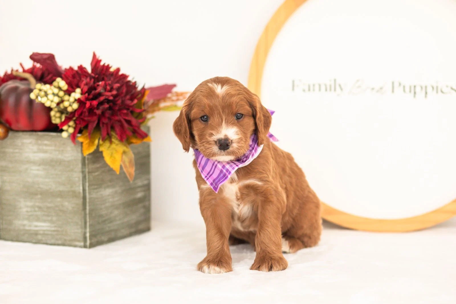 Bentley goldendoodle for sale.jpg