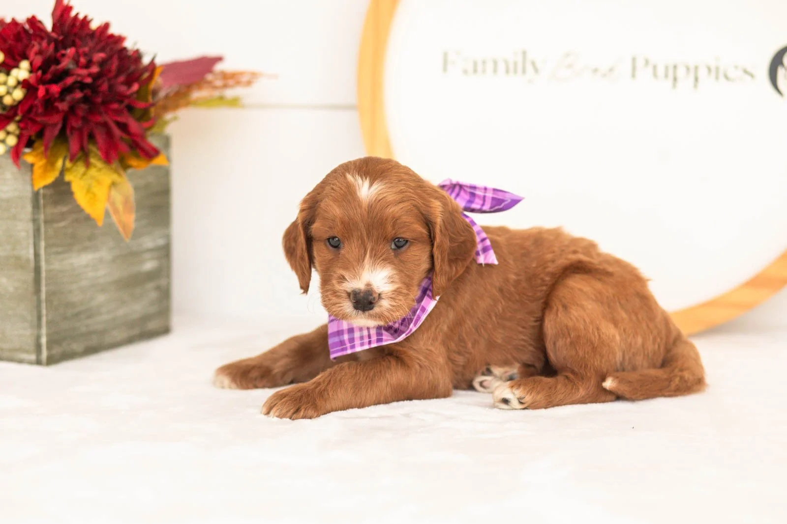 Bentley goldendoodle for sale(1).jpg
