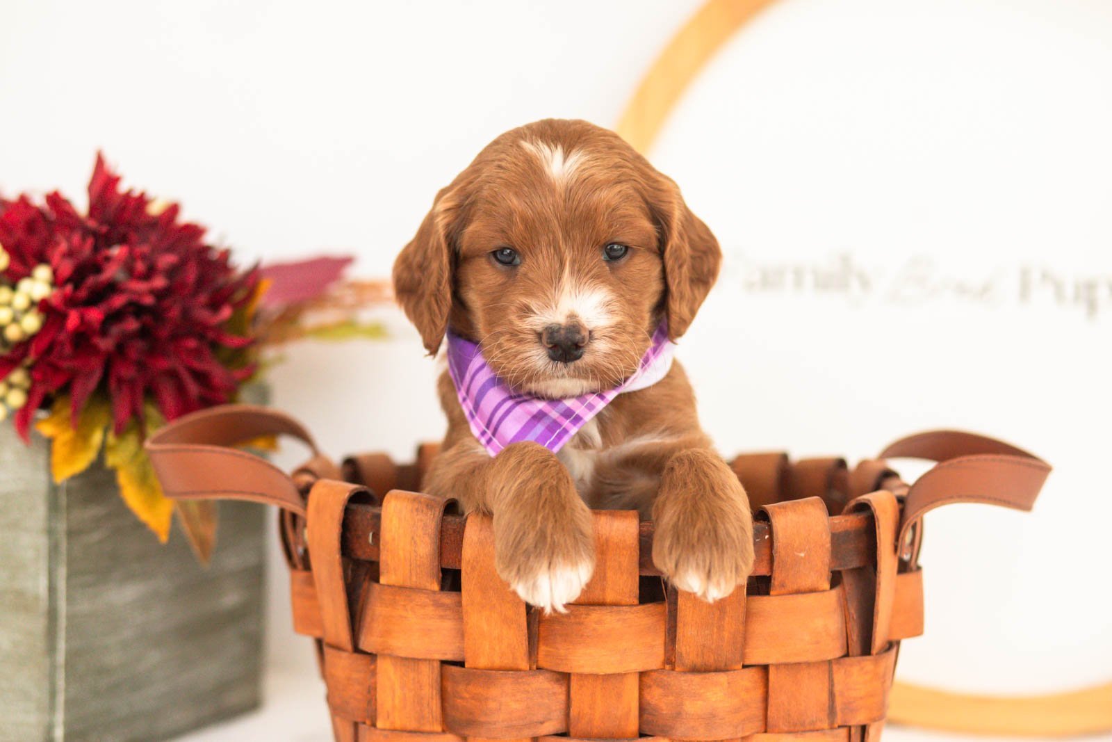 Bentley goldendoodle for sale(4).jpg