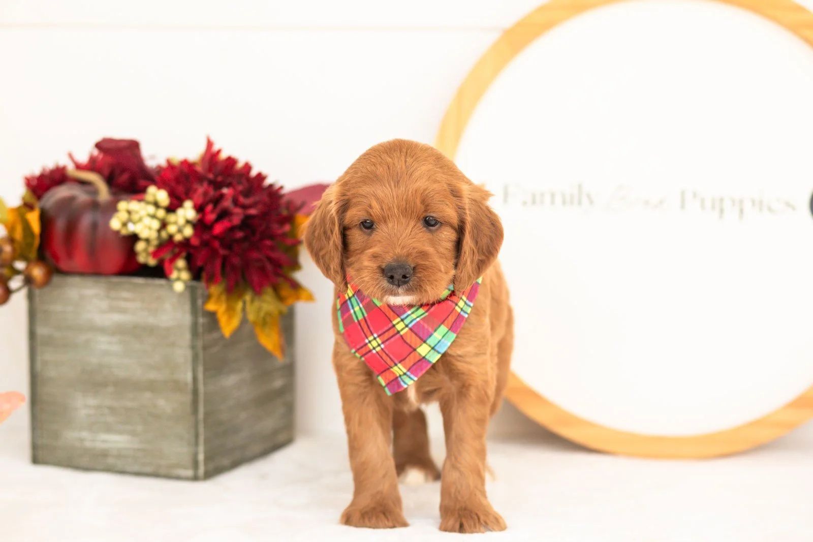 Brian goldendoodle for sale(2).jpg