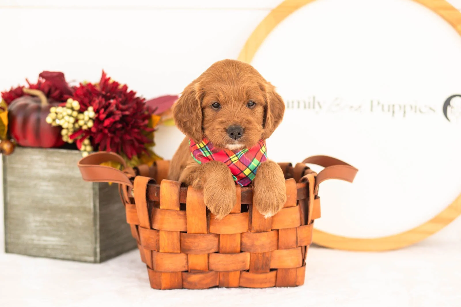Brian goldendoodle for sale(3).jpg