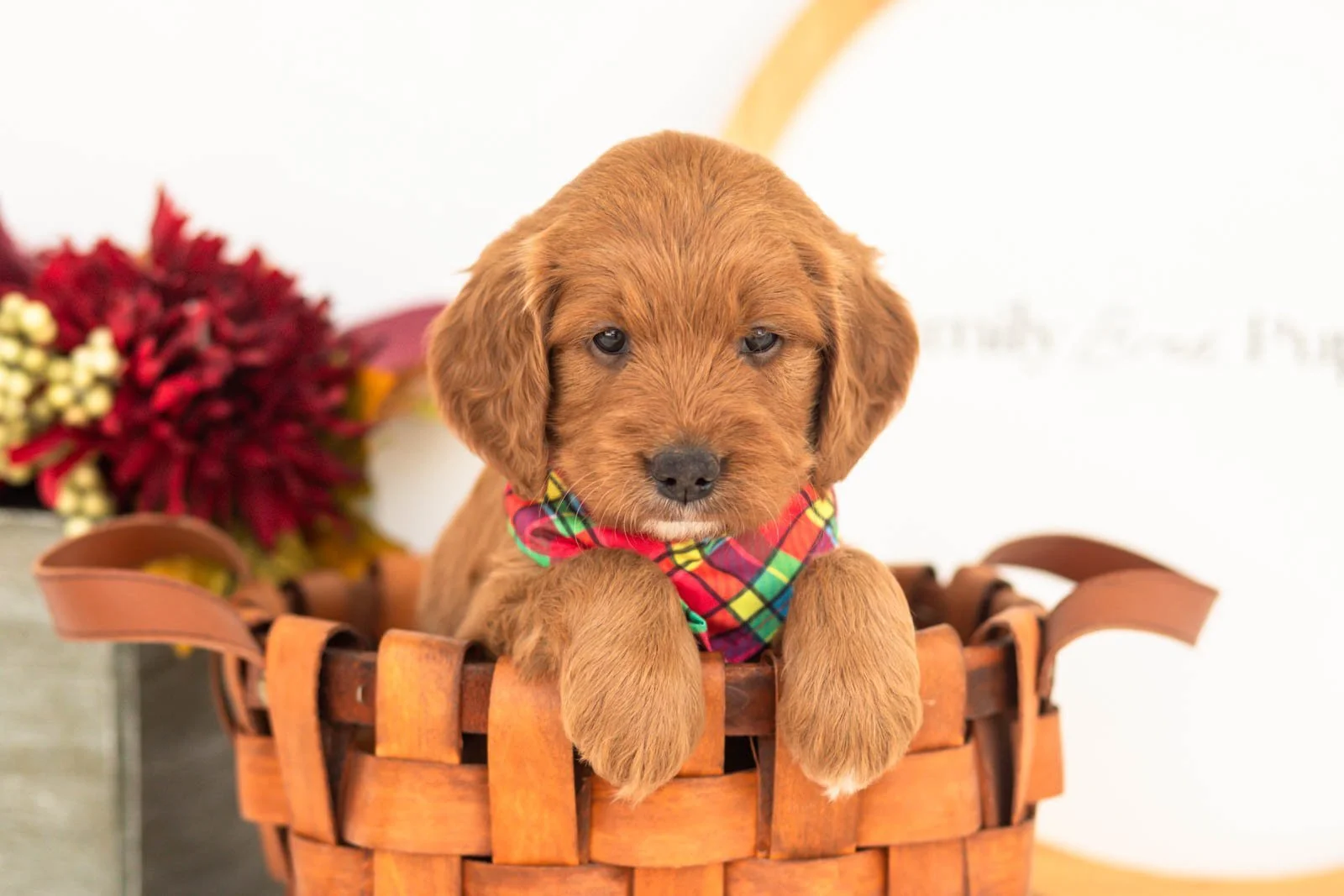 Brian goldendoodle for sale(4).jpg