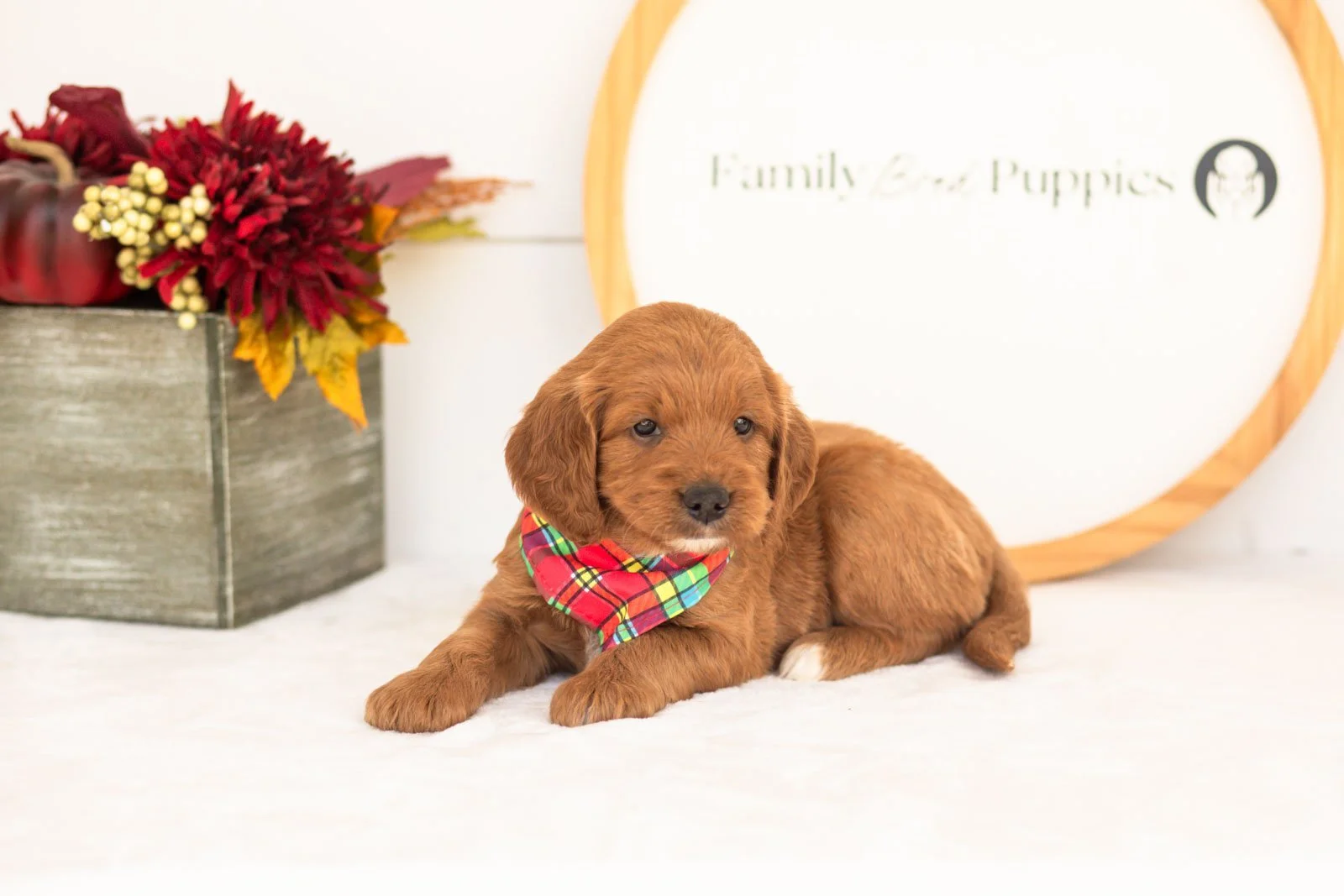 Brian goldendoodle for sale.jpg