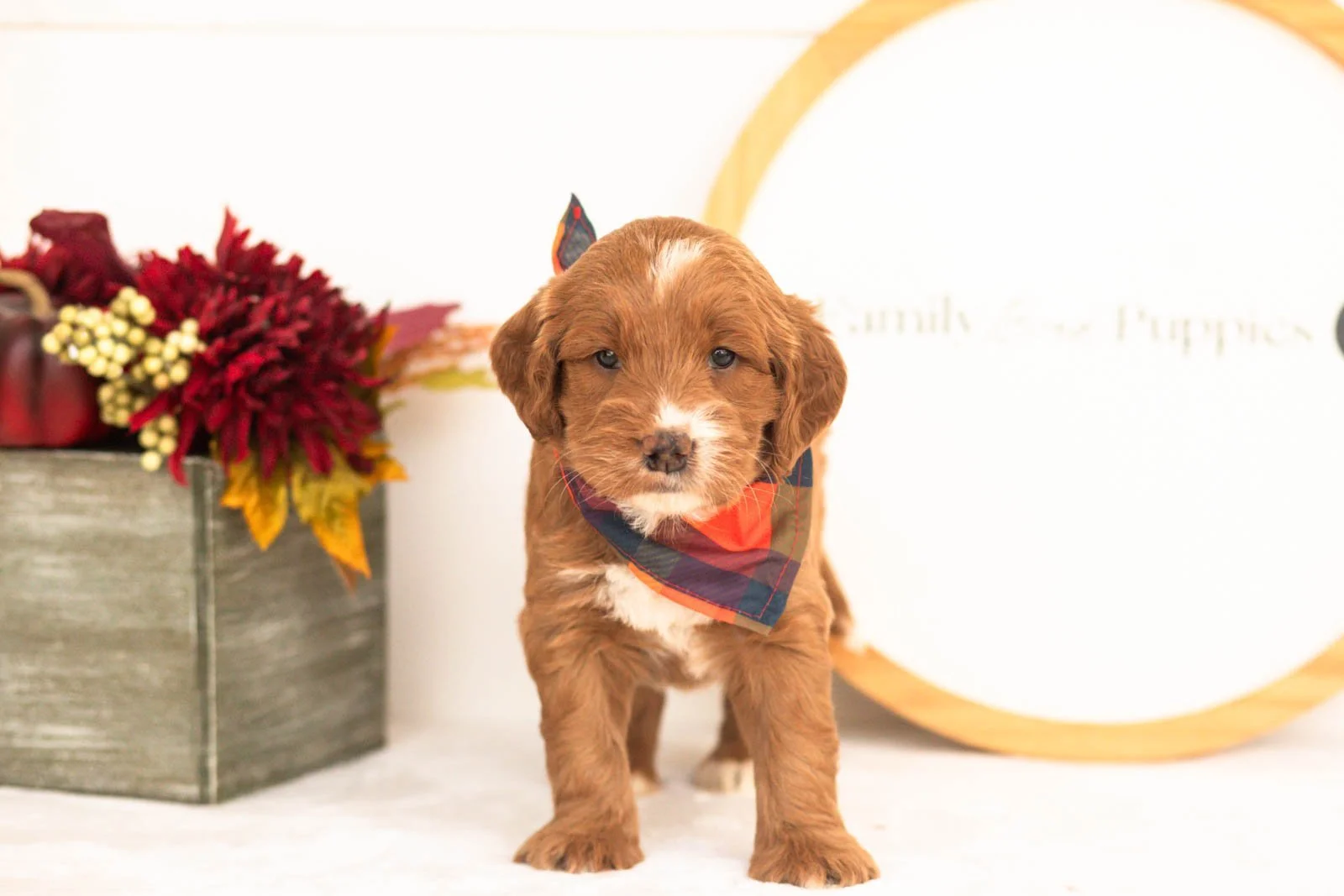 Bailey goldendoodle for sale(2).jpg