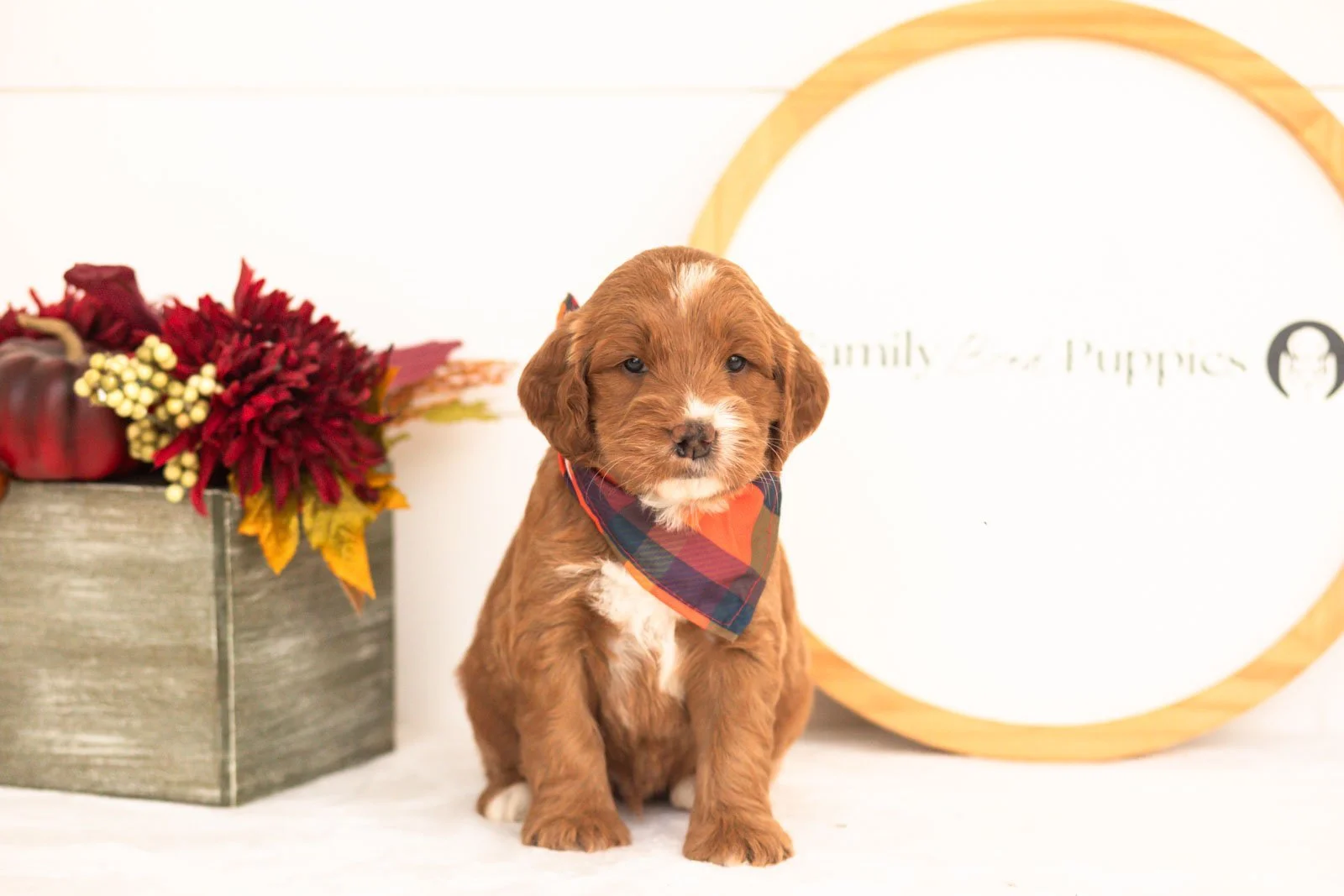 Bailey goldendoodle for sale(3).jpg