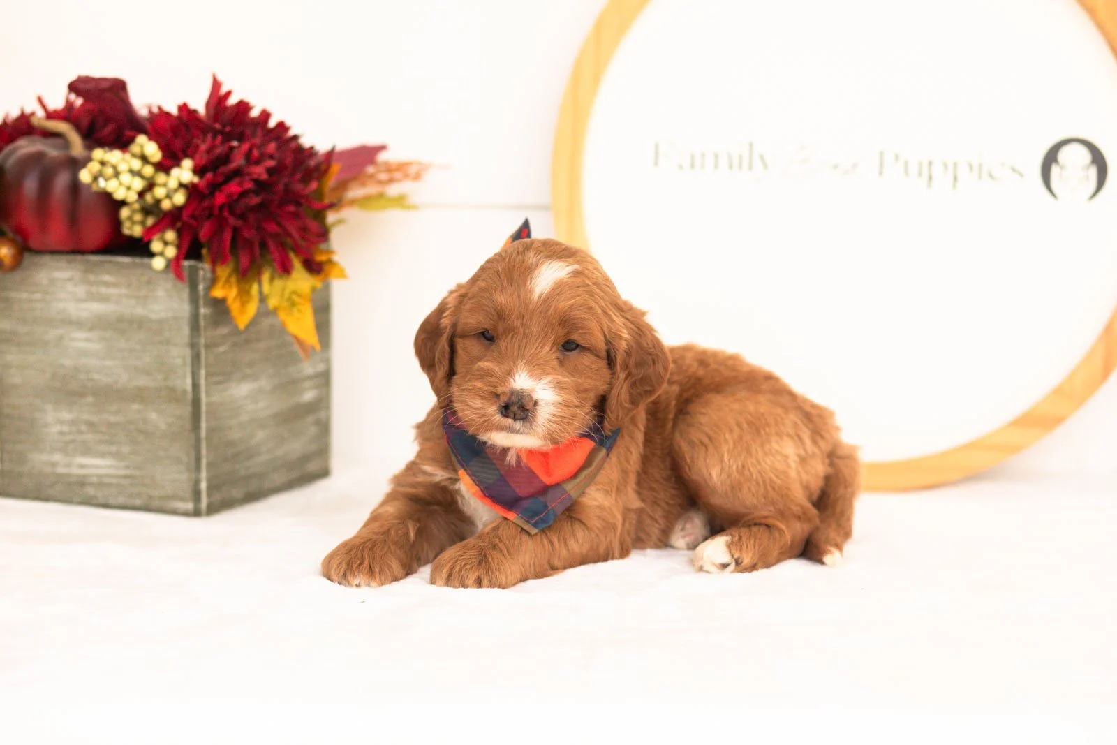 Bailey goldendoodle for sale(4).jpg