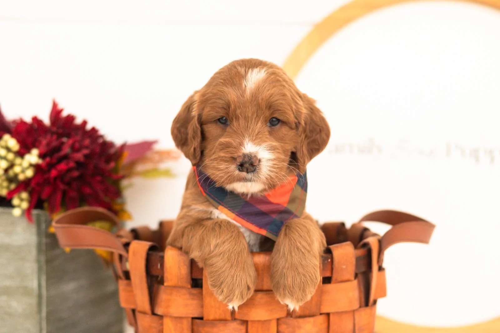 Bailey goldendoodle for sale.jpg