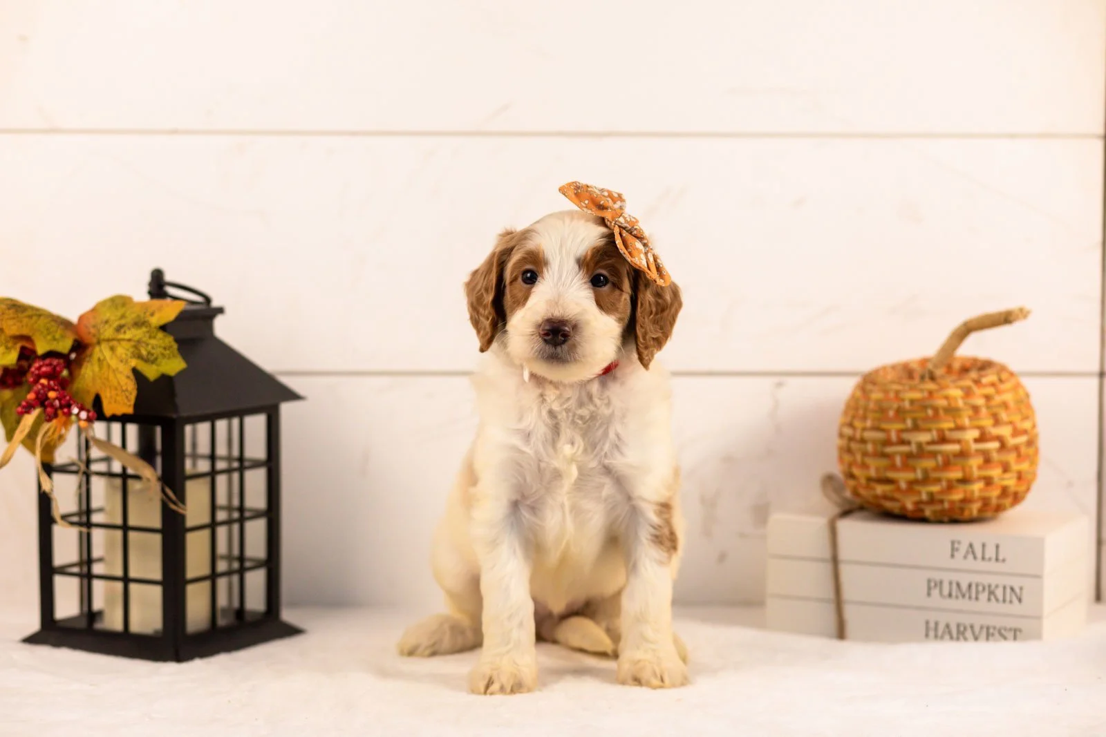 Pamir goldendoodle for sale 4.jpg