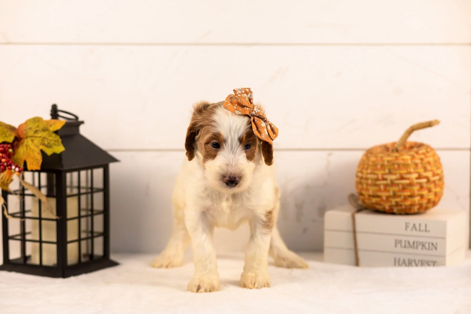 Pamir goldendoodle for sale 3.jpg