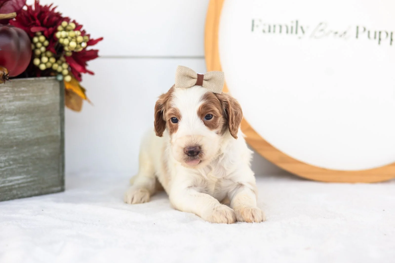 Pamir goldendoodle for sale(2).jpg