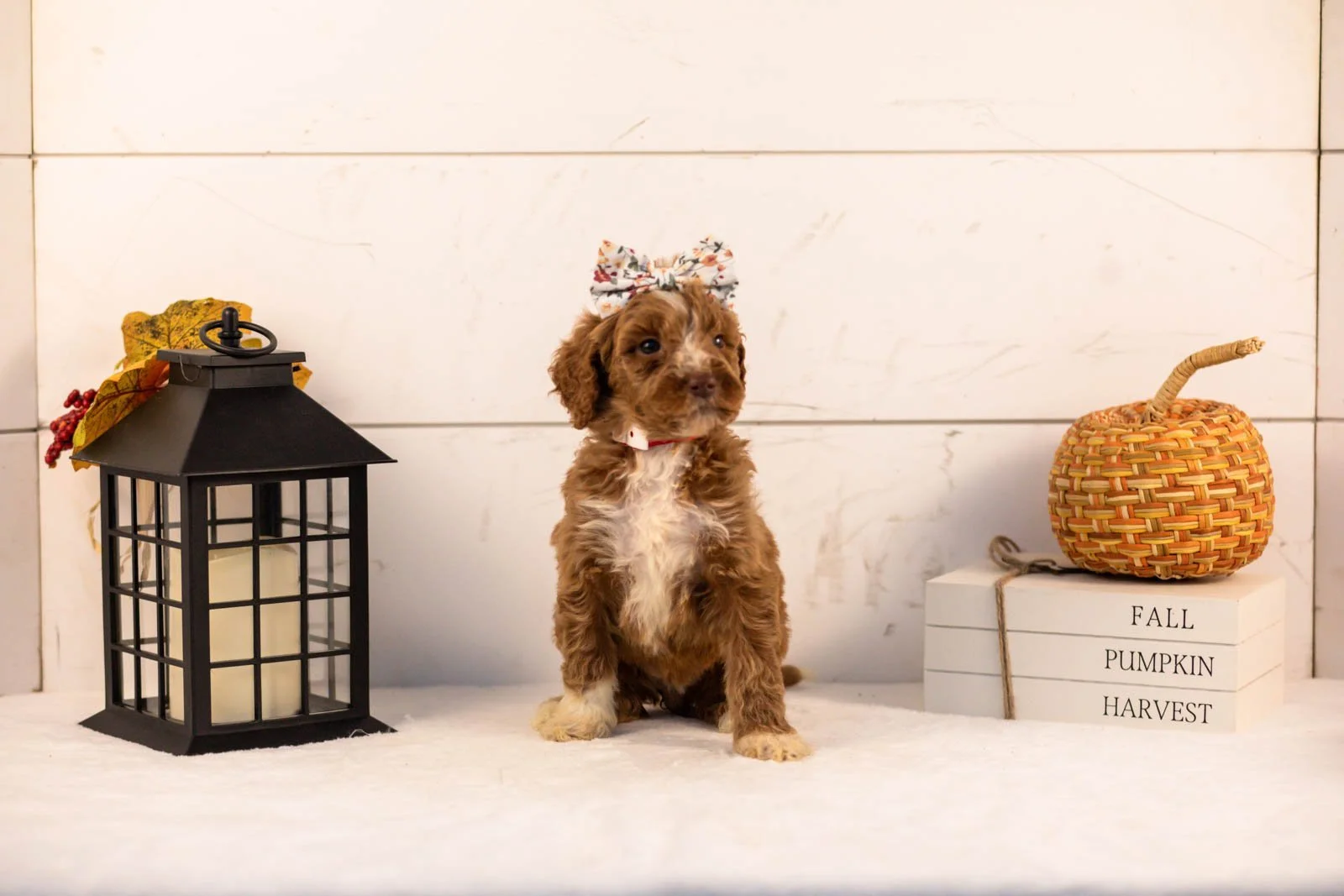 Tatra goldendoodle for sale 4.jpg