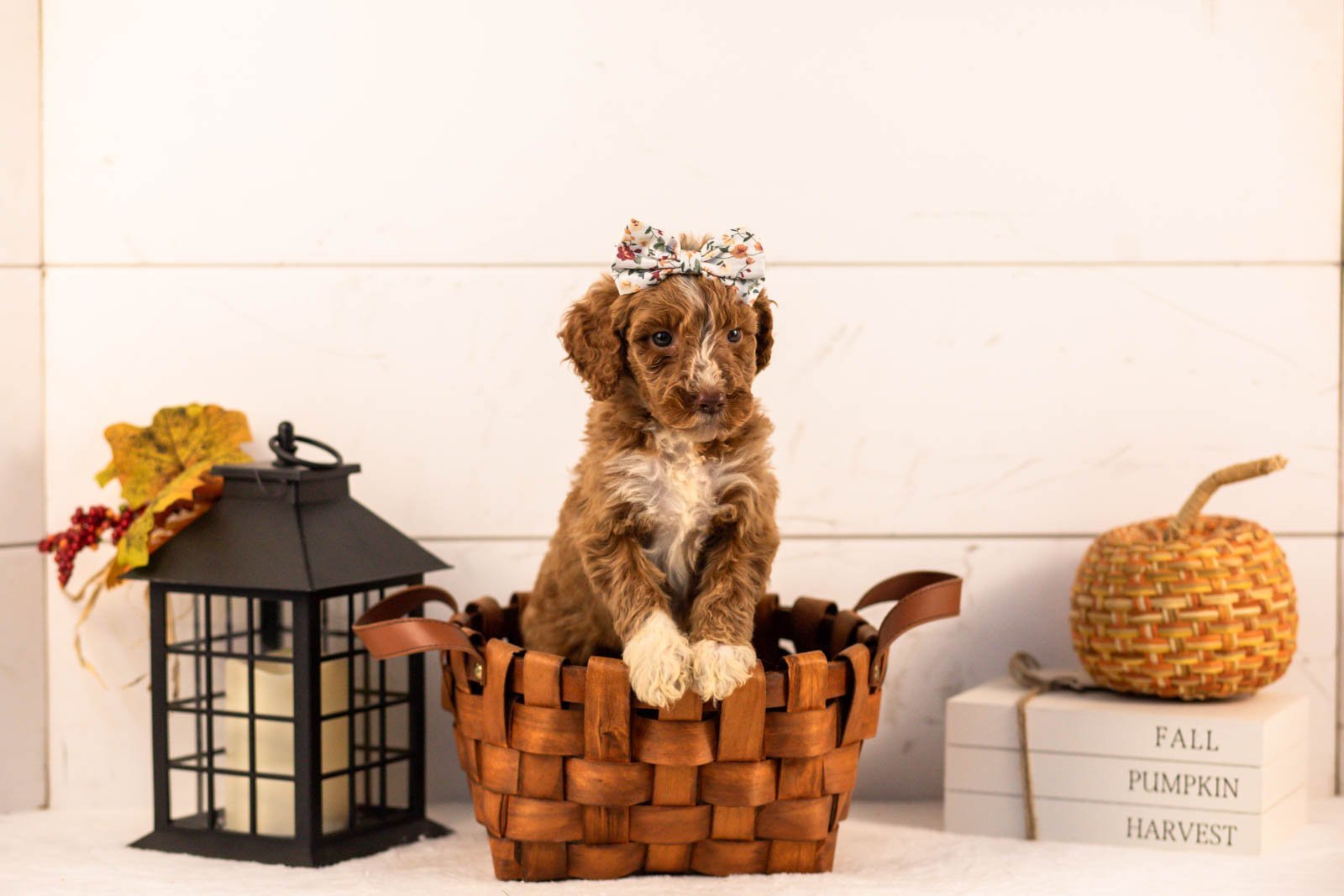 Tatra goldendoodle for sale 1.jpg