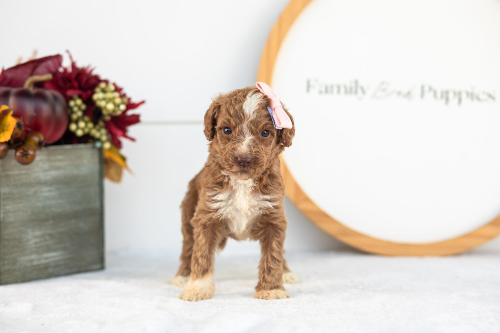 Tatra goldendoodle for sale(2).jpg
