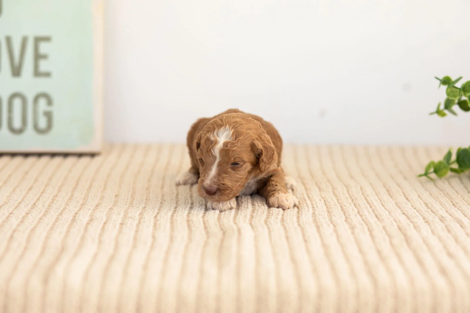 Tatra goldendoodle for sale(1).jpg