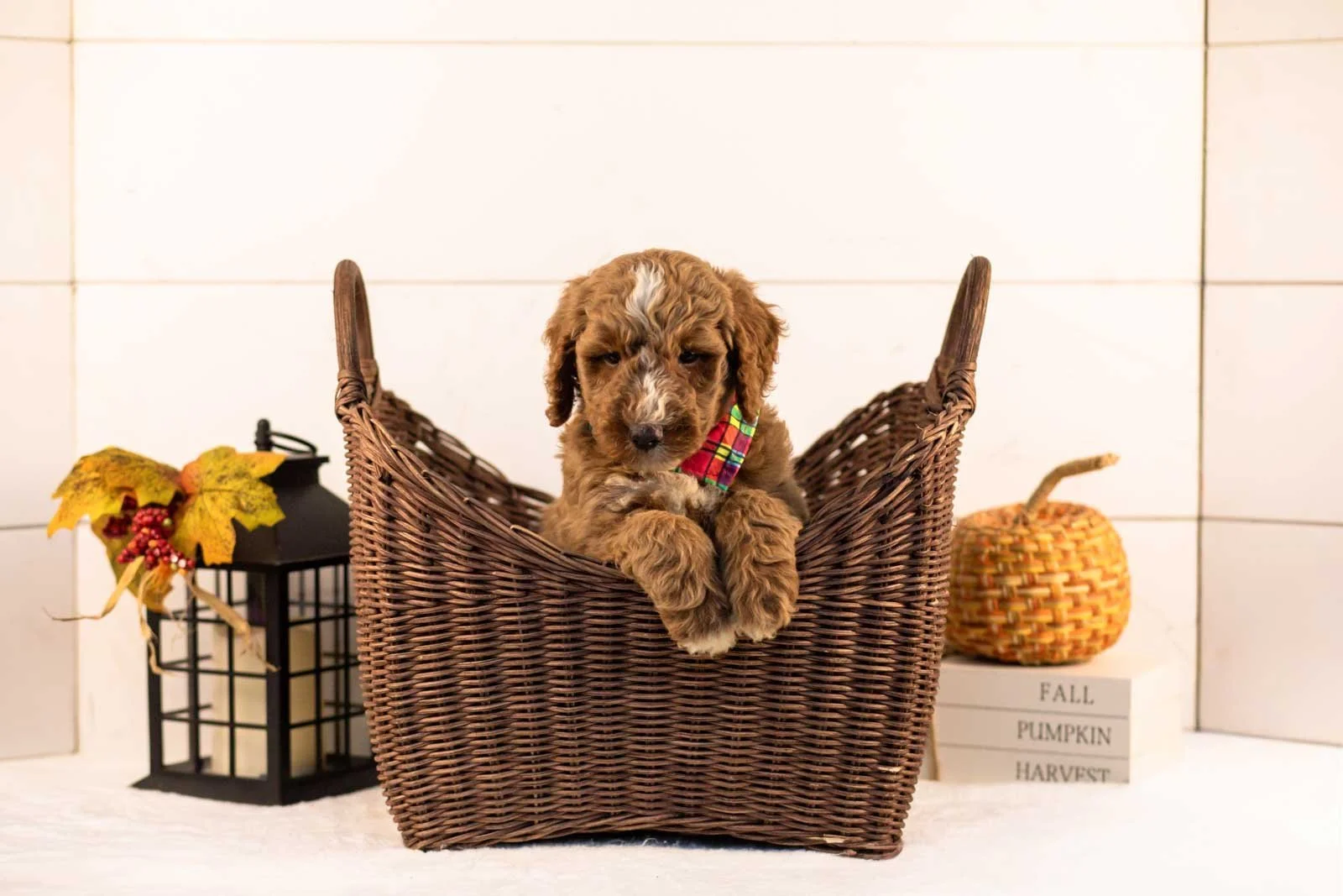 Alps goldendoodle for sale 1.jpg