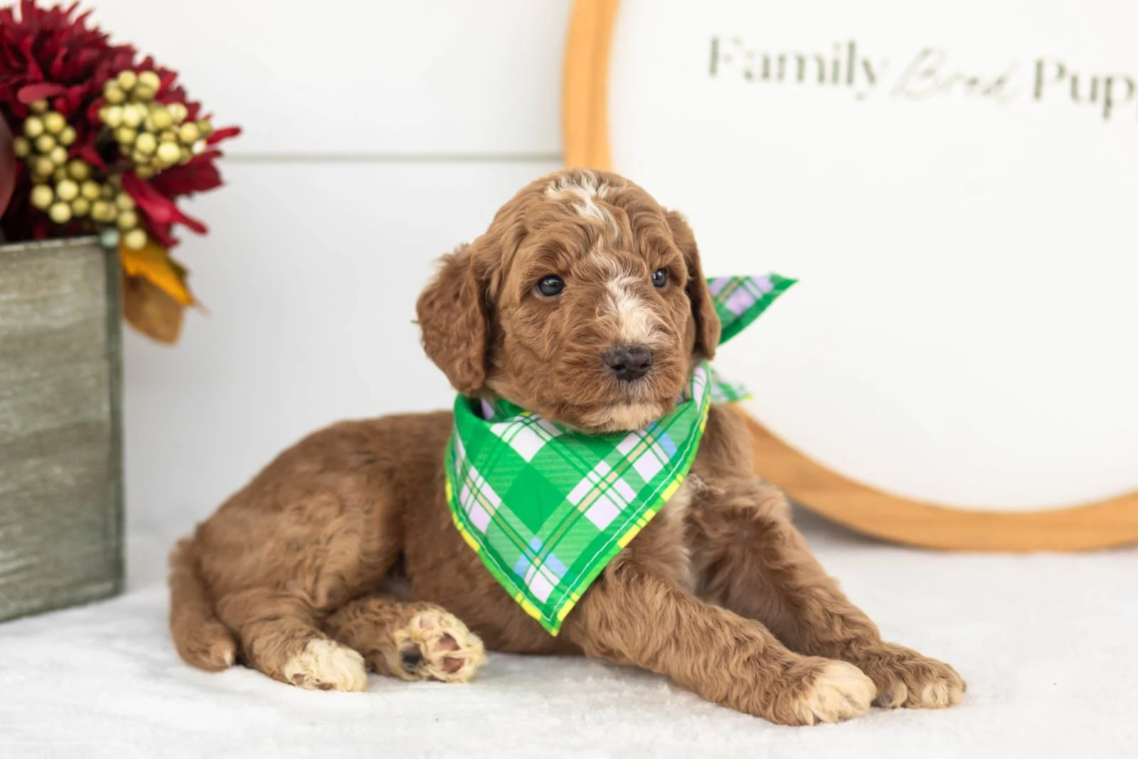 Alps goldendoodle for sale.jpg
