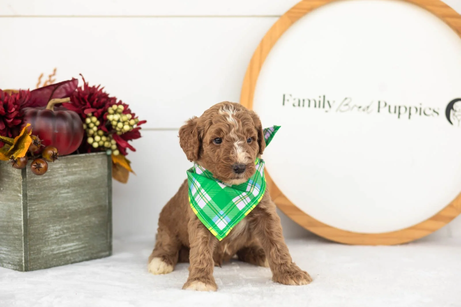 Alps goldendoodle for sale(1).jpg