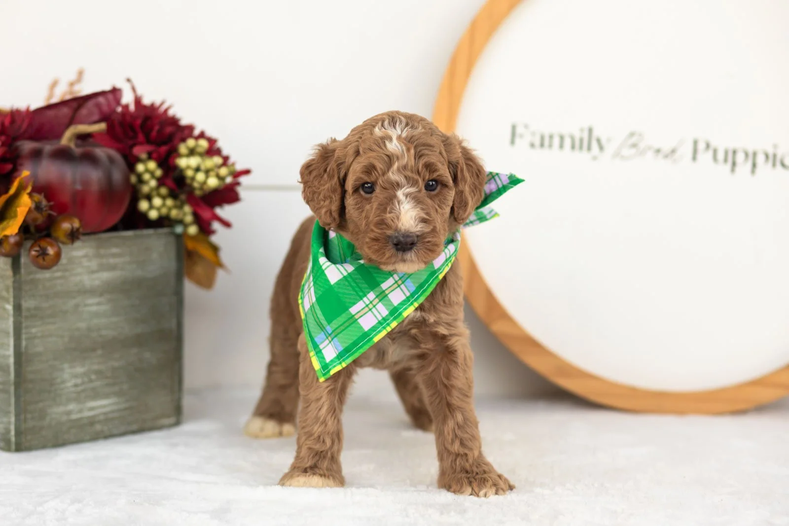 Alps goldendoodle for sale(2).jpg