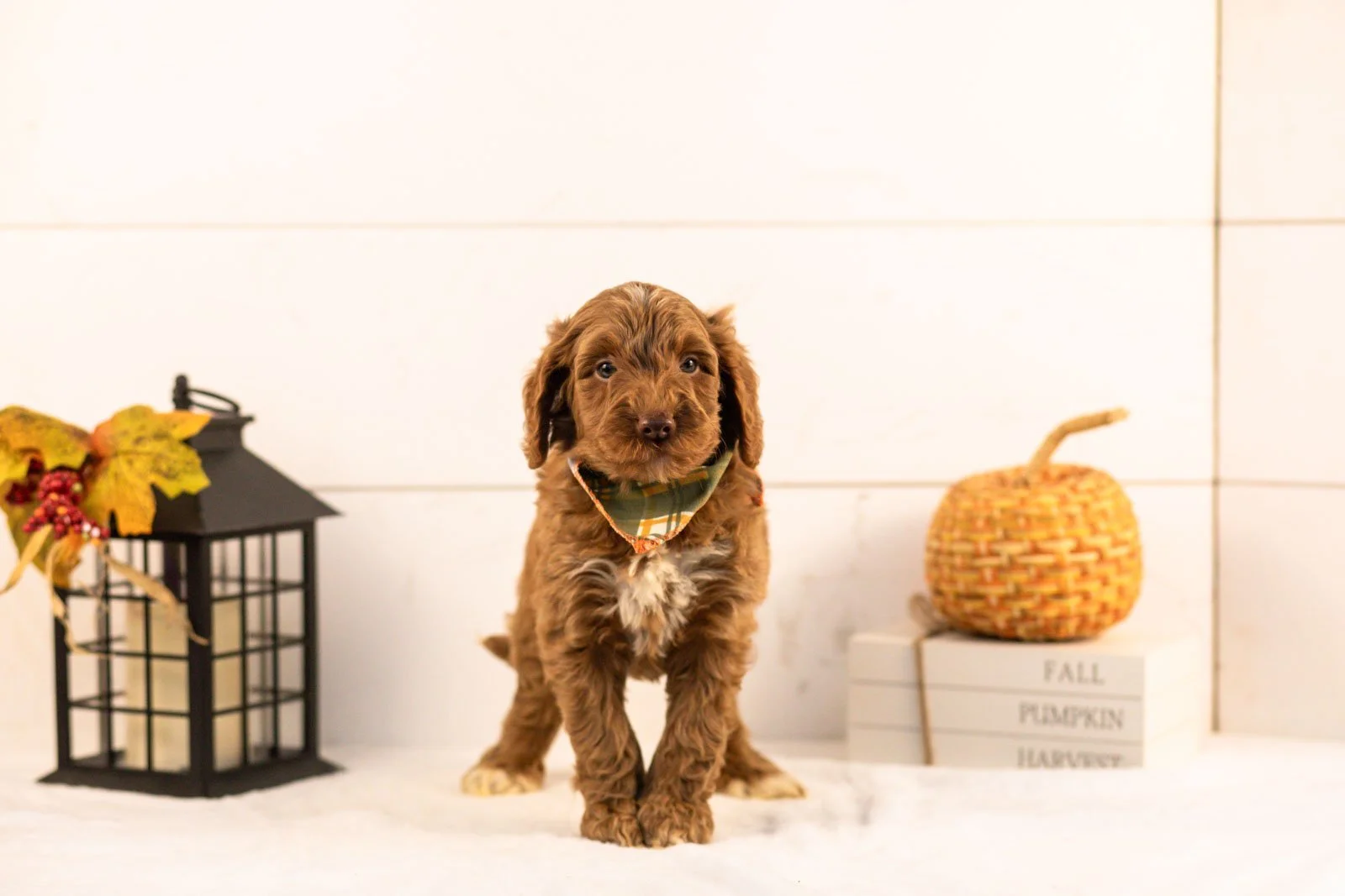 Ozark goldendoodle for sale 3.jpg