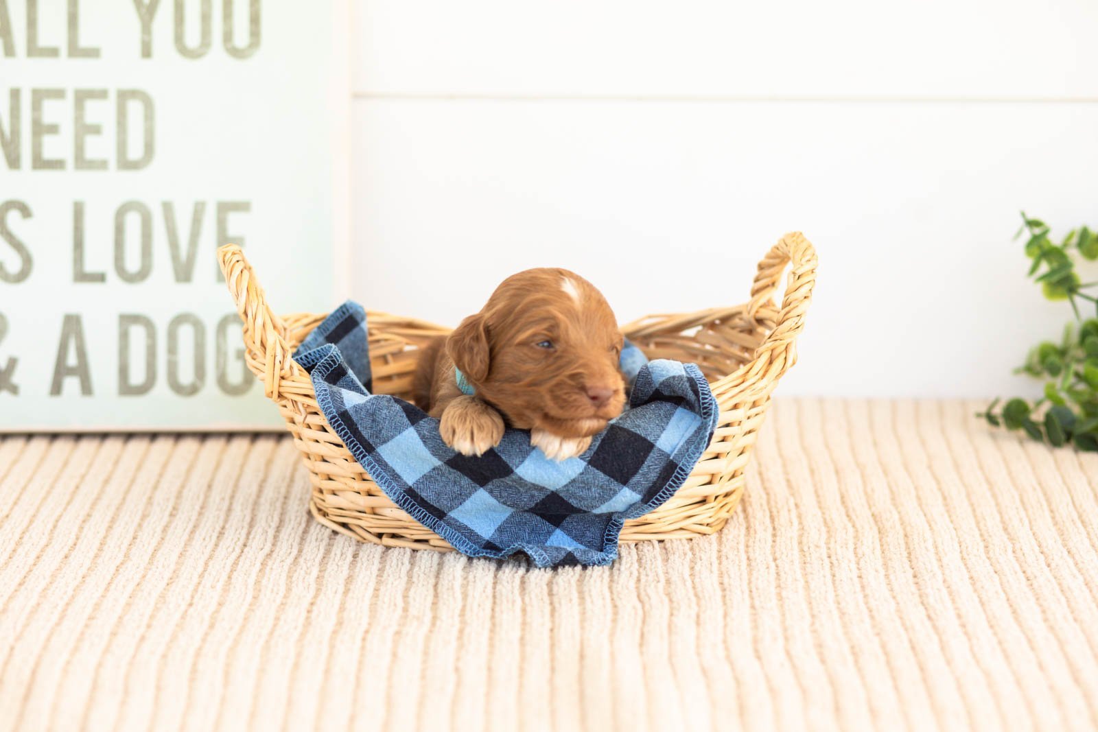 Ozark goldendoodle for sale(3).jpg