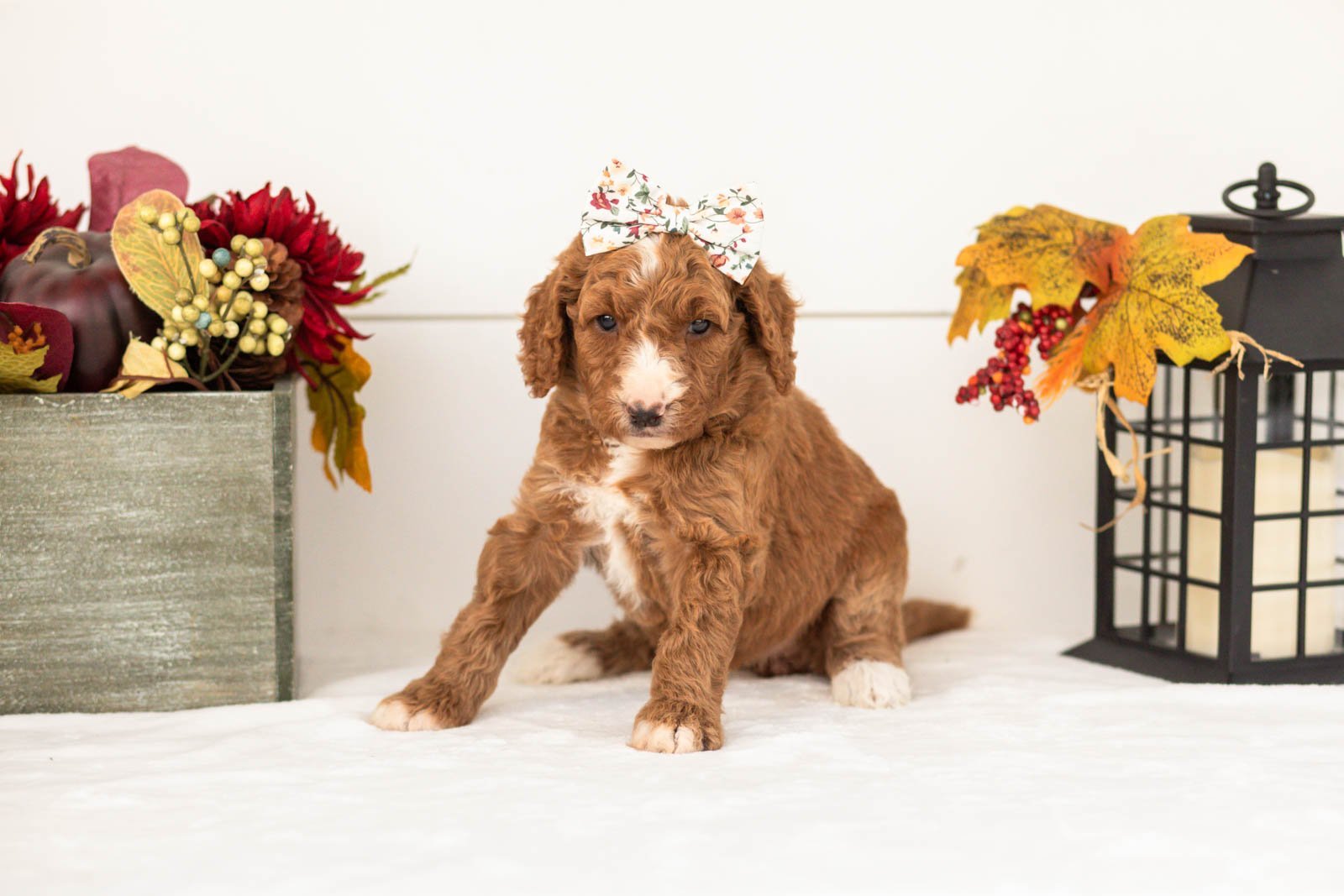 Evelyn goldendoodle for sale(2).jpg