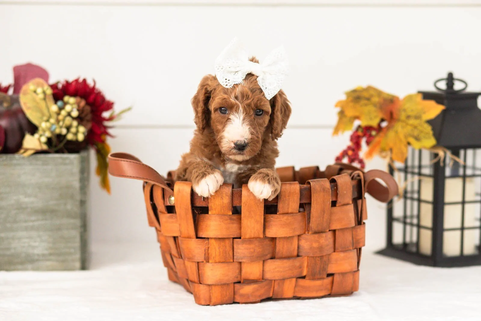 Kanga goldendoodle for sale(1).jpg