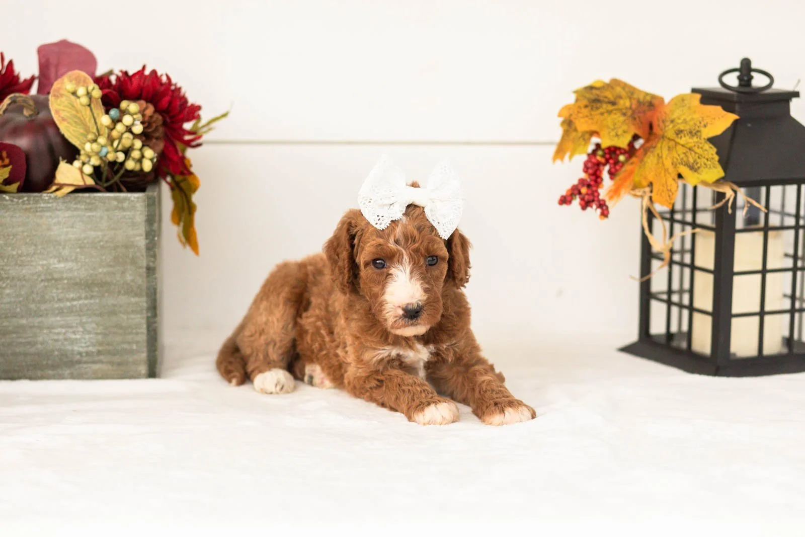 Kanga goldendoodle for sale.jpg