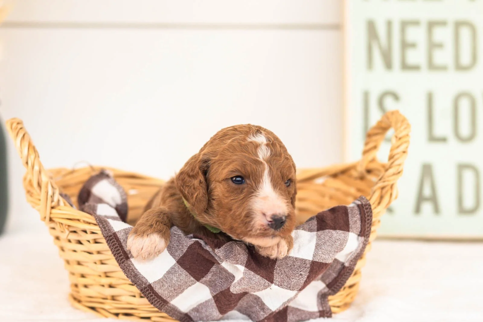 Kanga goldendoodle for sale.jpg