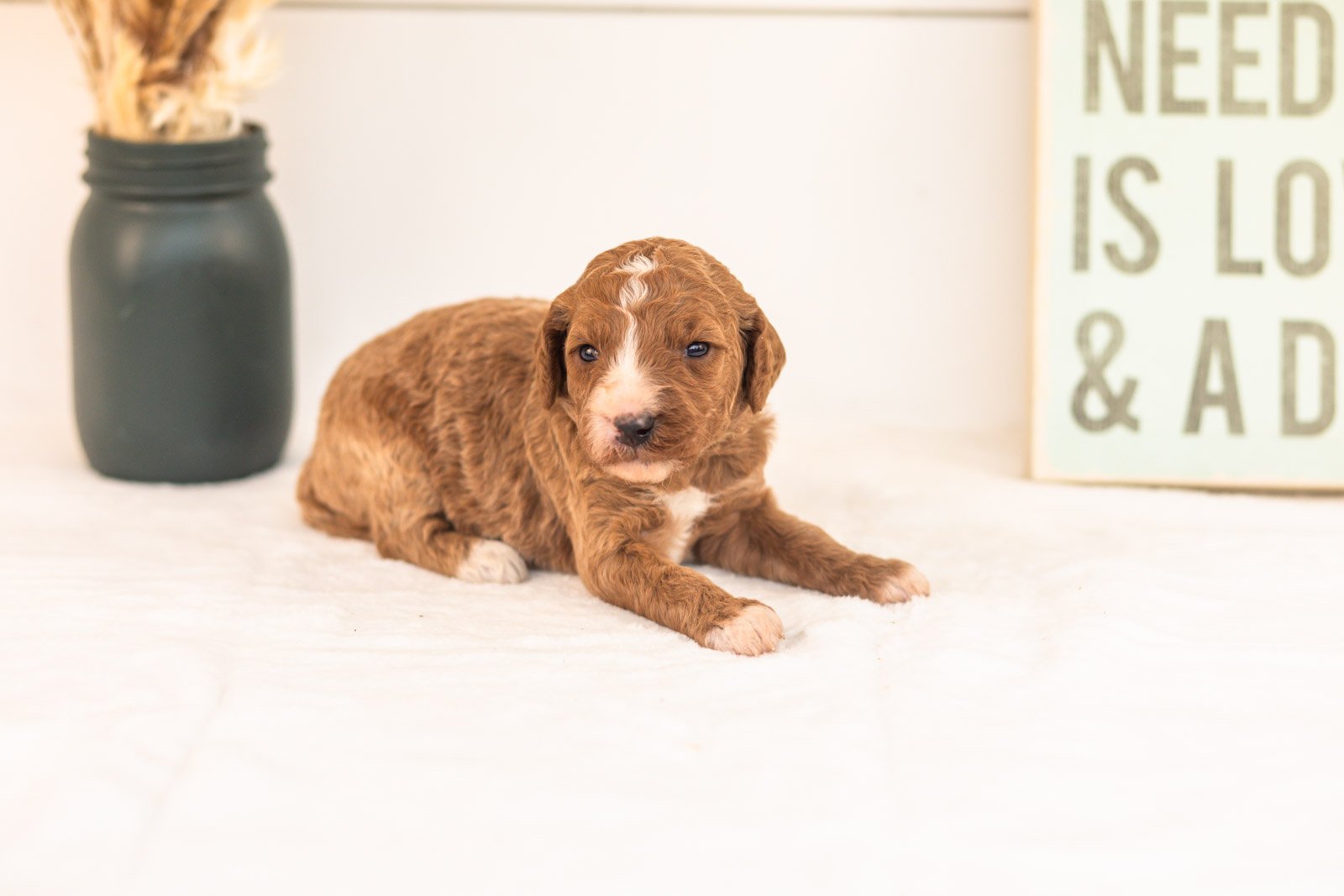Kanga goldendoodle for sale(4).jpg