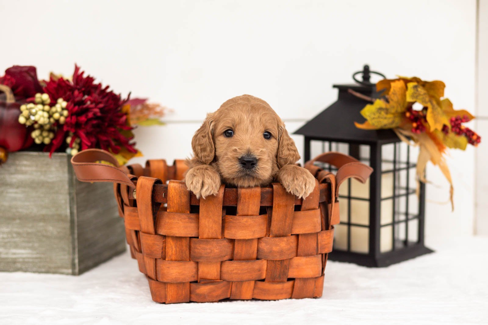 Cowardly Lion goldendoodle for sale 1.jpg
