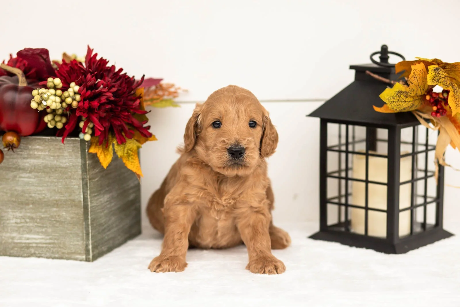 Cowardly Lion goldendoodle for sale 3.jpg
