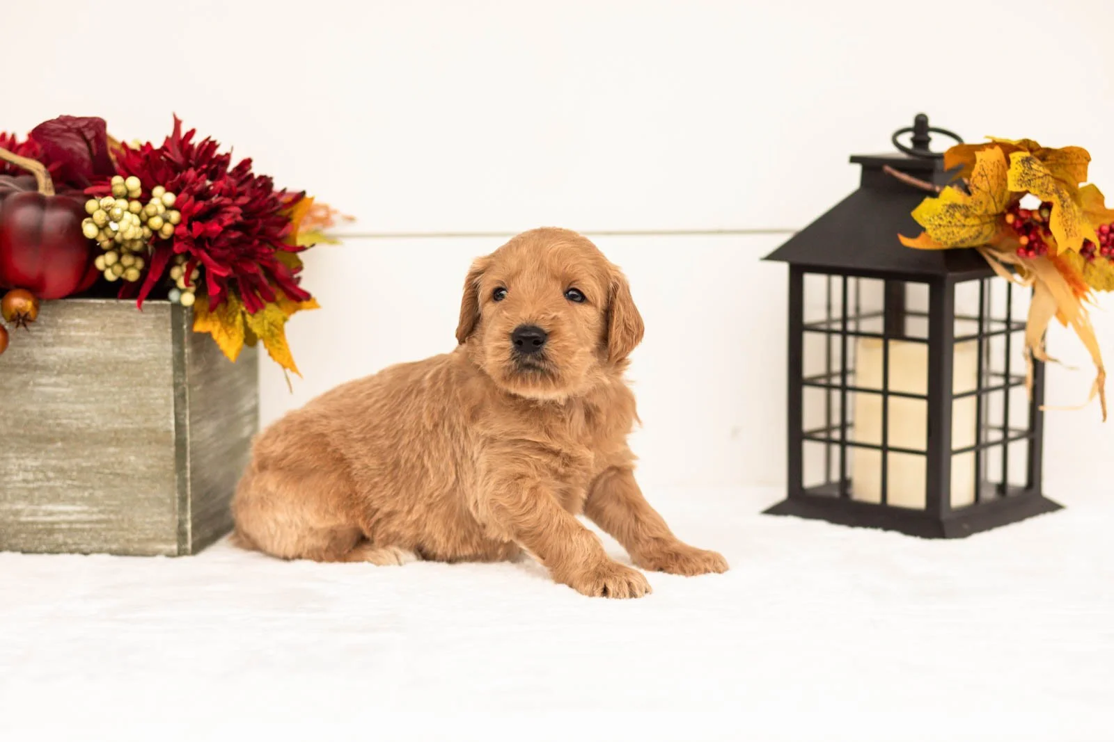Scarecrow goldendoodle for sale 4.jpg