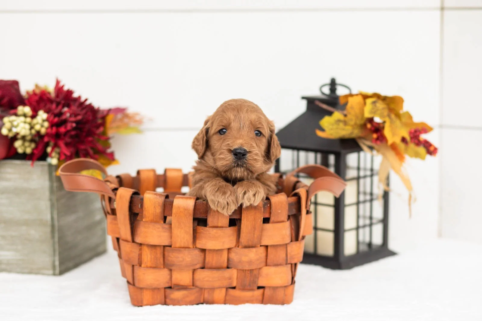 Tin Man goldendoodle for sale 1.jpg