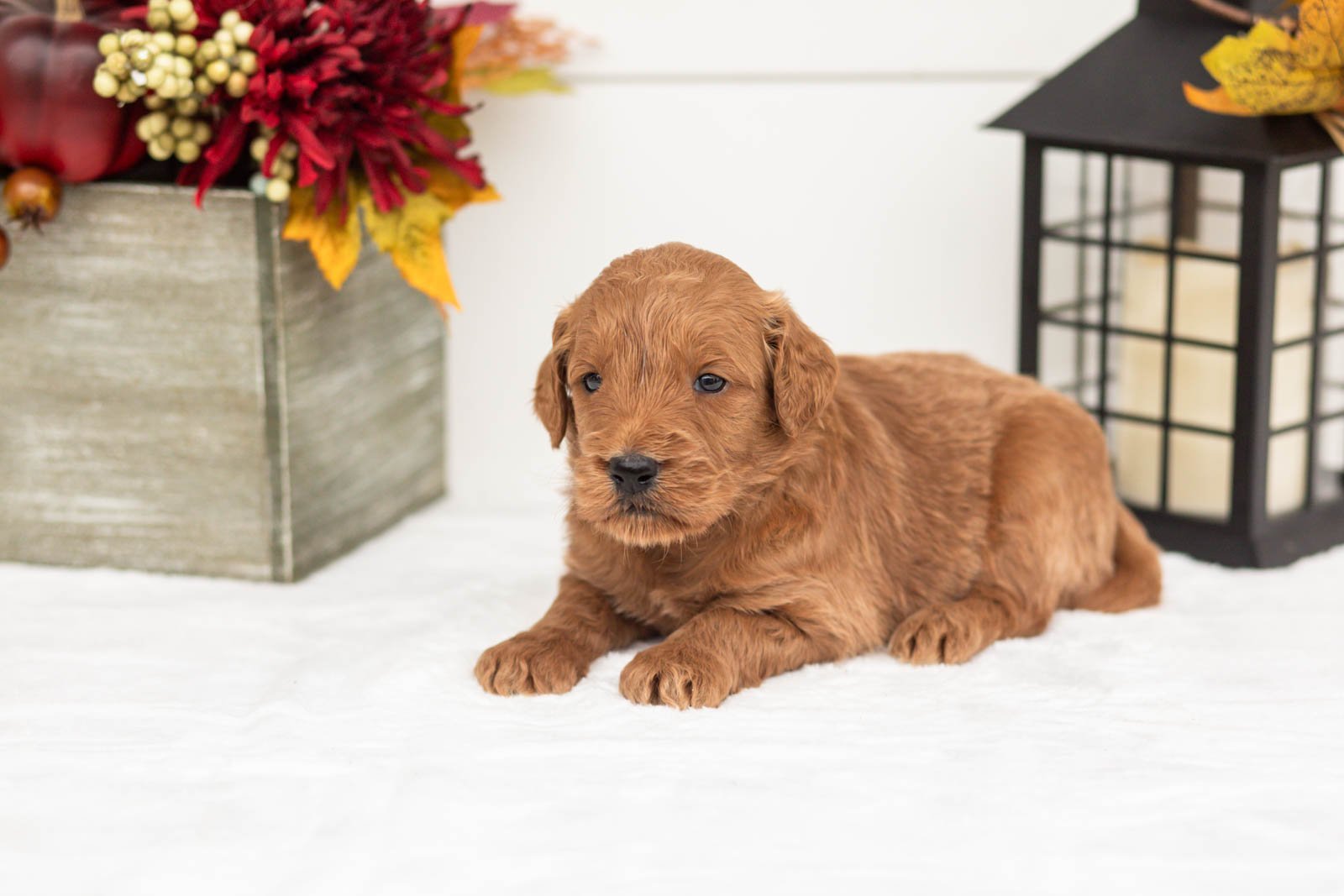 Tin Man goldendoodle for sale 4.jpg