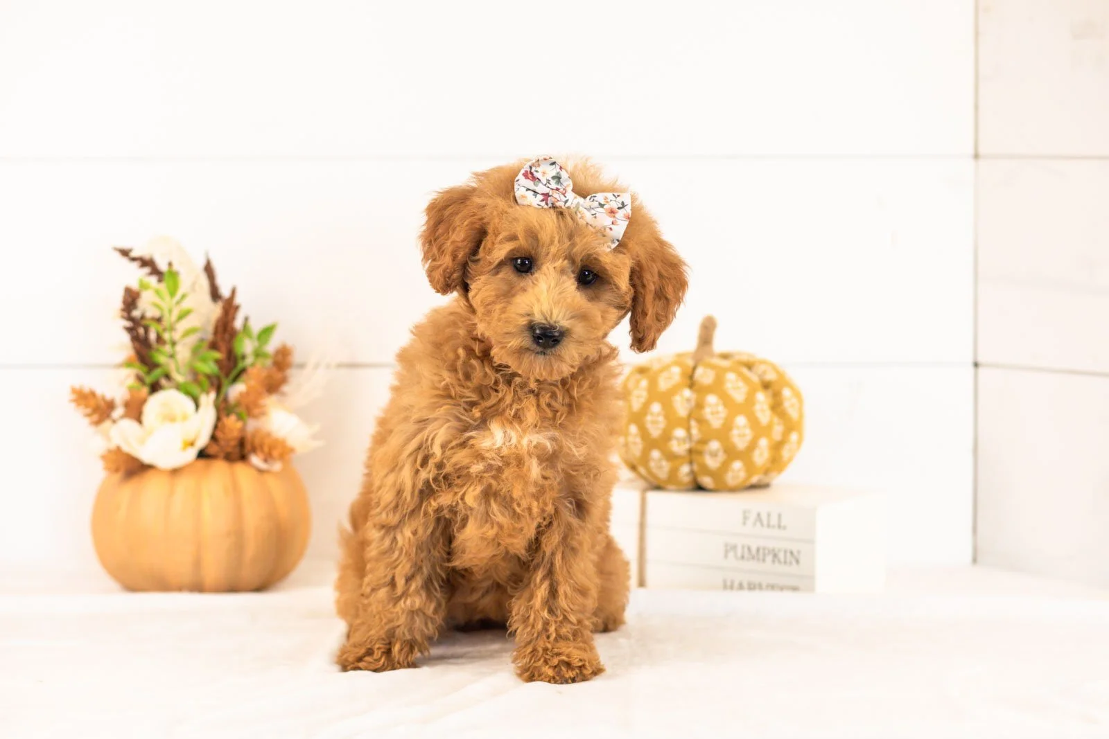 Fiona goldendoodle for sale 5.jpg